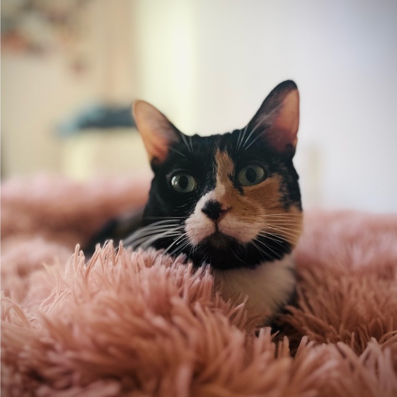 mallorycina